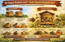 Bal Üretiminin Matematiği: Net Enerji Formülü