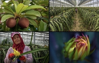 Türkiye Tarımında Devrim: 8 Tropikal Meyve Resmen...