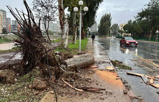 Mersin’de Fırtına ve Sağanak Kabusu: Dev Ağaçlar...