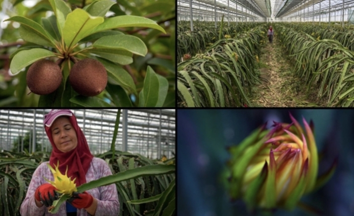 Türkiye Tarımında Devrim: 8 Tropikal Meyve Resmen Tescillendi!