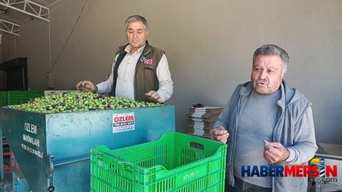 Aydın Karacasu'da zeytinciler dertli