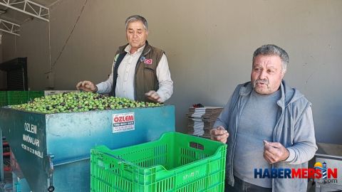 Aydın Karacasu'da zeytinciler dertli